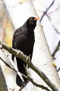 Close-up of bird perching on branch