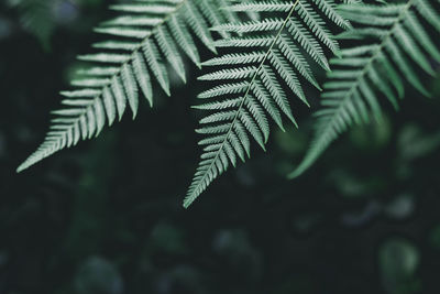 Close-up of fern leaves