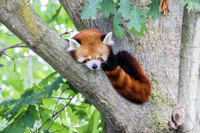 Low angle view of red panda on tree