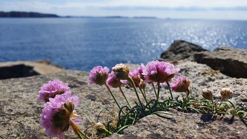 Close-up of pink flowering plant in sea