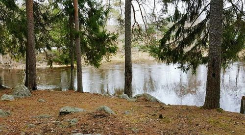 Scenic view of lake at forest