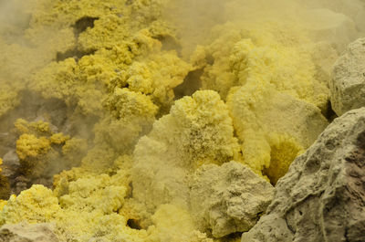 Close-up of yellow sulphur