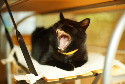 A yawning indoor black cat