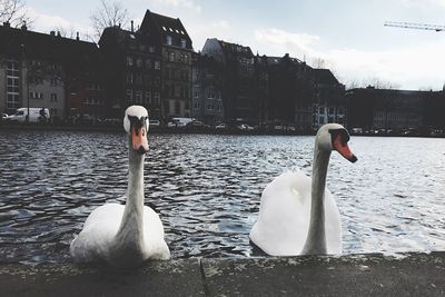 Swan on lake against sky