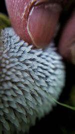 Close-up of cropped object