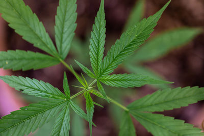 Close-up of fresh green leaves