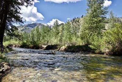 Scenic view of river amidst trees against sky