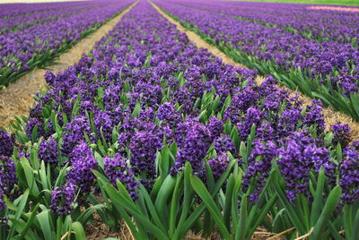 Purple flowers growing in field