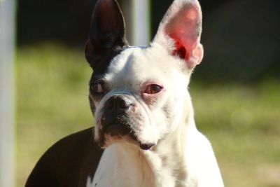 Boston terrier