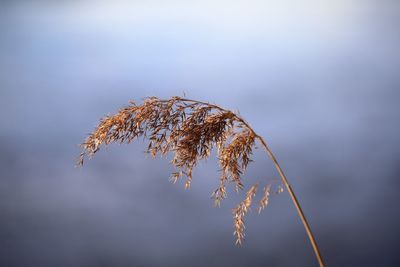 Low angle view of plant against sky