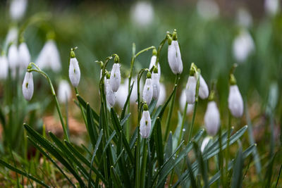 Close-up of white flowers on field