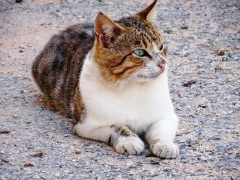 Close-up of cat sitting on street