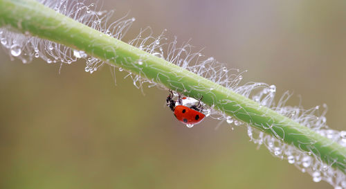 Close-up of ladybug on plant