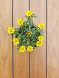 High angle view of yellow flowers on wooden table