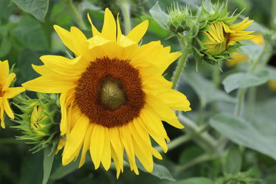 Close-up of sunflower