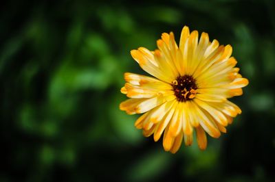 Close-up of yellow flower blooming outdoors