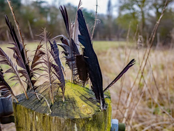 Close-up of wooden post on field