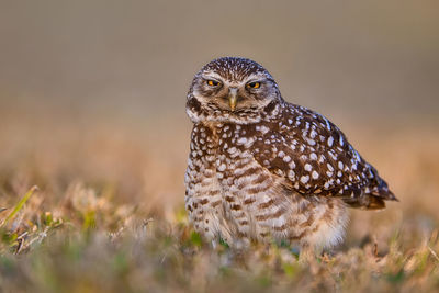 Close-up of owl on field