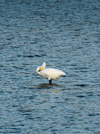 Bird in a sea