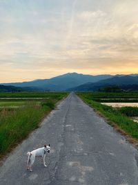 View of dog on road against sky