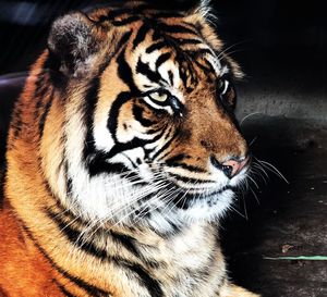 Close-up of tiger