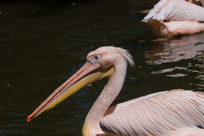View of pelican on water