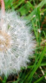 Close-up of dandelion