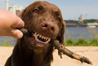 Close-up of hand holding dog