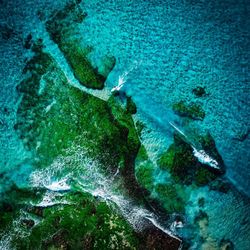 High angle view of fish swimming in sea