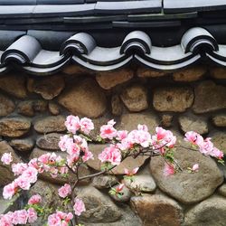 Close-up of pink flowers