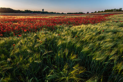 View of flowering plants growing on field