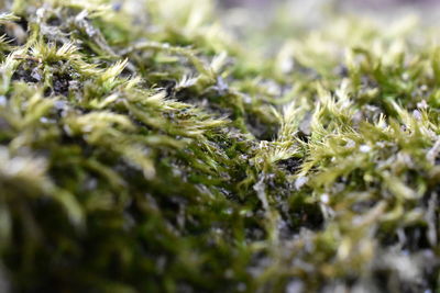 Full frame shot of plants