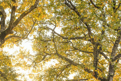 Low angle view of trees