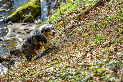 Dog running in a field