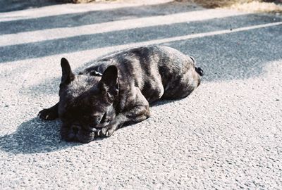 Dog lying on the road