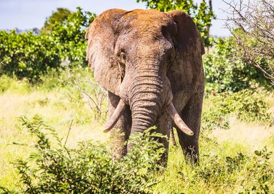 Elephant in a forest