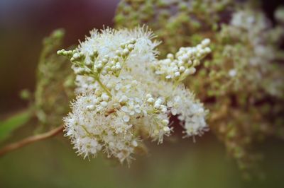 Close-up of white flowers blooming outdoors