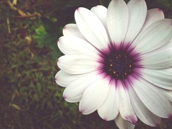 Close-up of pink flower blooming outdoors