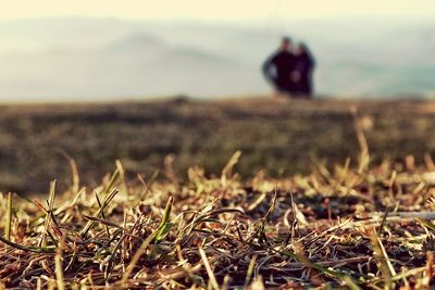 Hay on grassy field