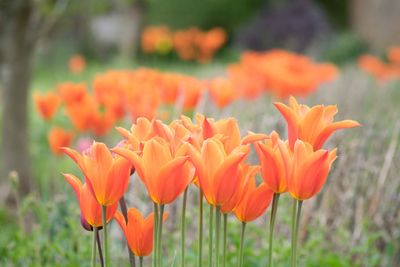 Close-up of tulips blooming outdoors