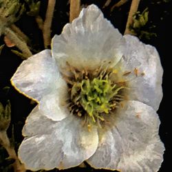 Close-up of white flowers