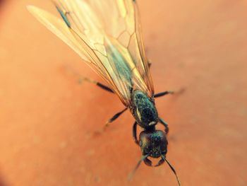 Close-up of insect