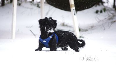 Black dog on snow covered land
