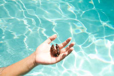 Cropped hand of woman holding seashell