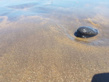 High angle view of shells on shore