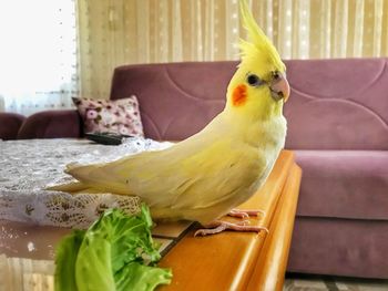 Close-up of parrot perching on sofa at home