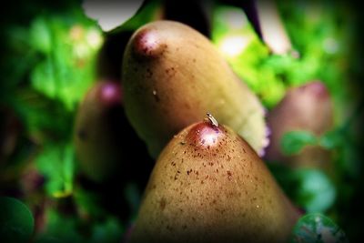 Close-up of plant against blurred background