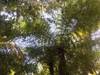 Low angle view of trees against sky