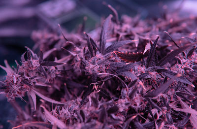 Close-up of cannabis plant growing outdoors