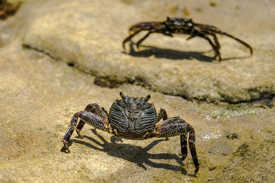 View of crab on rock